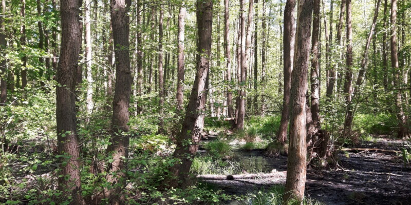 Weg von Graal Müritz zum Oststrand Weg von Graal Müritz zum Oststrand