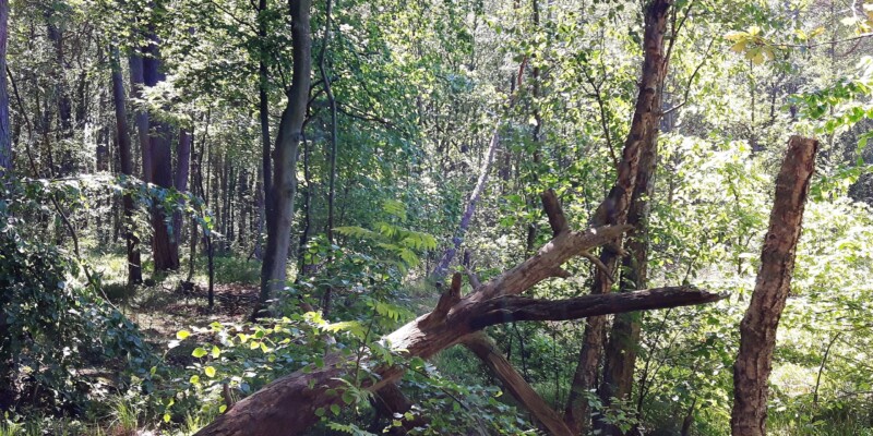 Naturschutzgebiet Großes Ribnitzer Moor Naturschutzgebiet Großes Ribnitzer Moor